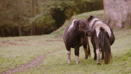 Two Shetland Ponies Interacting in a Green Field