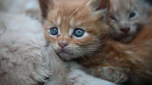 Adorable Ginger Kitten Resting Near Another Kitten