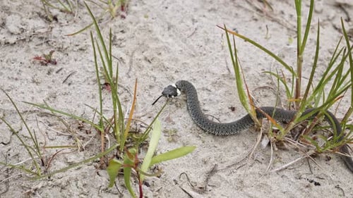 A Grass Snake Slithering Through a Sandy Environment - Close Up