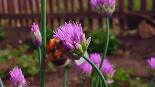 Bumblebee Collects Pollen From Pink Chive Flowers in a Garden During Springtime