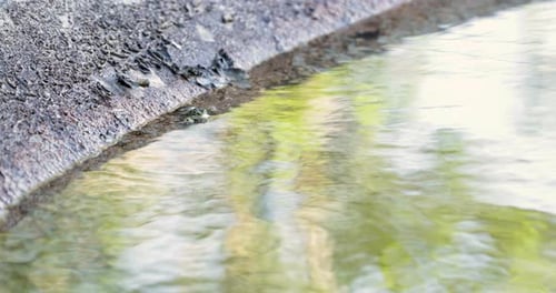 View Of A Small Frog In The Clear Pond Water On A Sunny Day - high angle shot