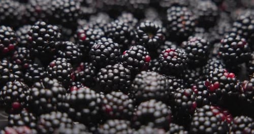 Extreme Close Up of Delicious Ripe Blackberries