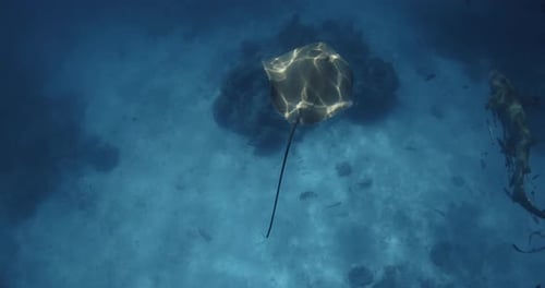 Stingray Swimming Underwater in French Polynesia or Maldives Sting Ray Fish in Tropical Blue Sea
