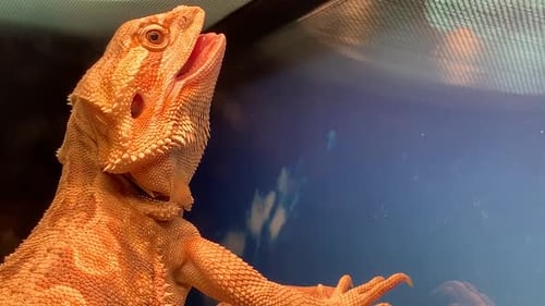 Un dragon barbu qui se prélasse dans les rayons UV, la bouche ouverte et la langue qui sort pour le contrôler
