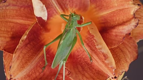 A close-up top view shot of a green great grasshopper sitting on an orange blossoming flower.