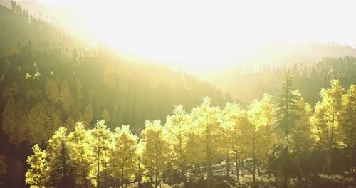 Golden Sunlight Filters Through Trees in a Serene Forest Landscape
