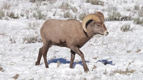 Majestic Bighorn Sheep Walking in Snowy Winter Landscape