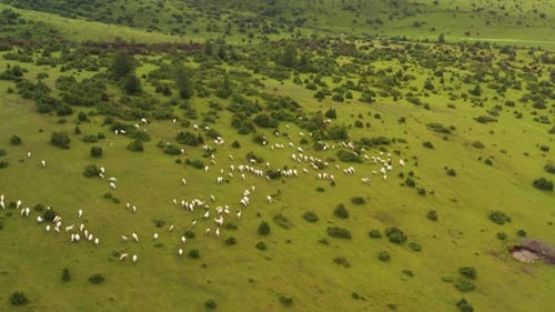 Flock of white sheep grazing on hillside farmland pastures, aerial view