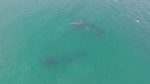 Two Gray Whales Swimming in the Open Ocean