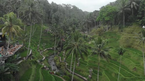 Tegallalang rice fields Ubud Bali Indonesia
