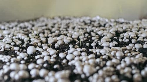 Cultivated White Mushrooms Growing in Dark Soil