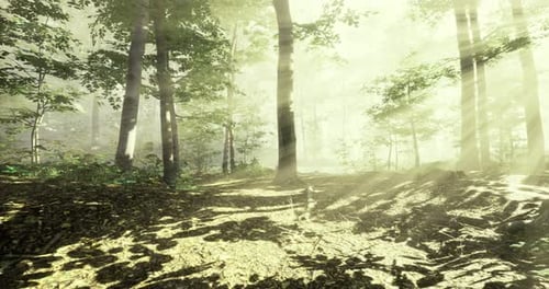 Sunlight Filters Through Trees in a Serene Forest During Early Morning Hours