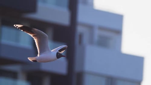 Brown-Headed Gull Soars Through Blue Urban Sky