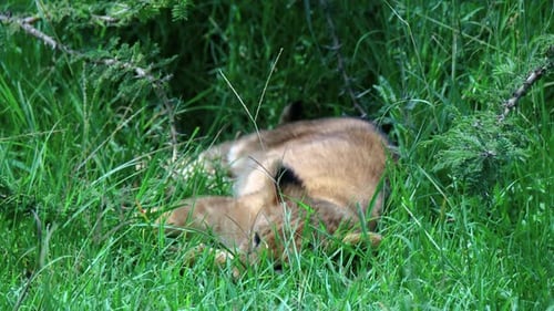 Cute Young Lion Lying Down On Savannah With Tall Green Grass In Maasai Mara, Kenya, Africa. Handheld