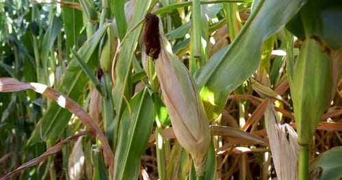 Close-up View of Corn Crops in a Field