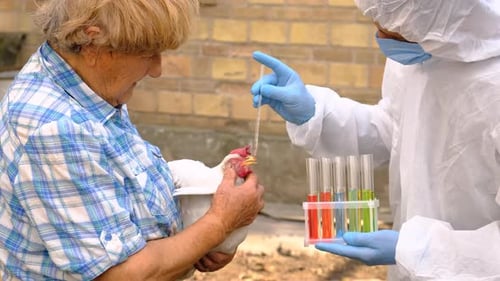 Scientist Testing Chicken Sample with Elderly Woman
