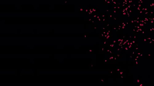Red Rose Petals Slow Falling 4K