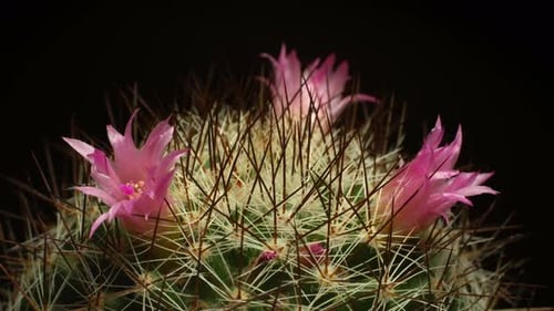 Flowering Cactus in Close-Up on Black Background