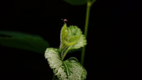 Tiny Bug on Leaf in Extreme Close Up