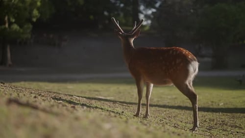 Majestic Spotted Deer Standing in Sunny Meadow