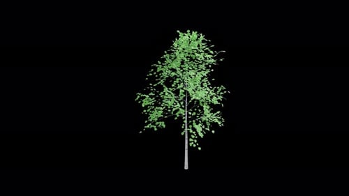 Animated 3D Birch Tree with Swaying Leaves Alpha Channel