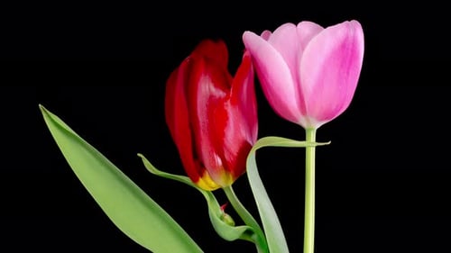 Close up of Pink and Red Tulips