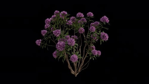 Common Rhododendron blowing in the wind Loop Animation. with Transparent Background. Alpha Channel