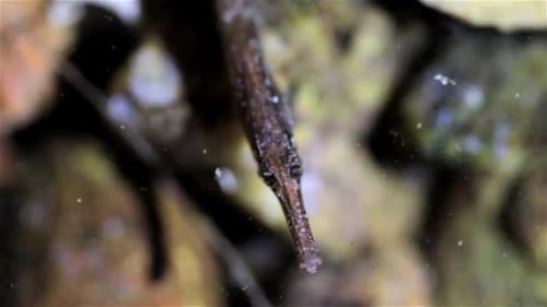 Pipefish bei Nacht, Eilat, Israel