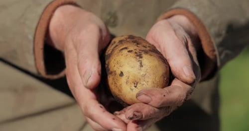 Adult Hands Clean Dirt off Fresh Potato