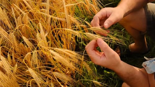 Wheat harvest. Ears of ripe wheat in male hands close-up. View from above.