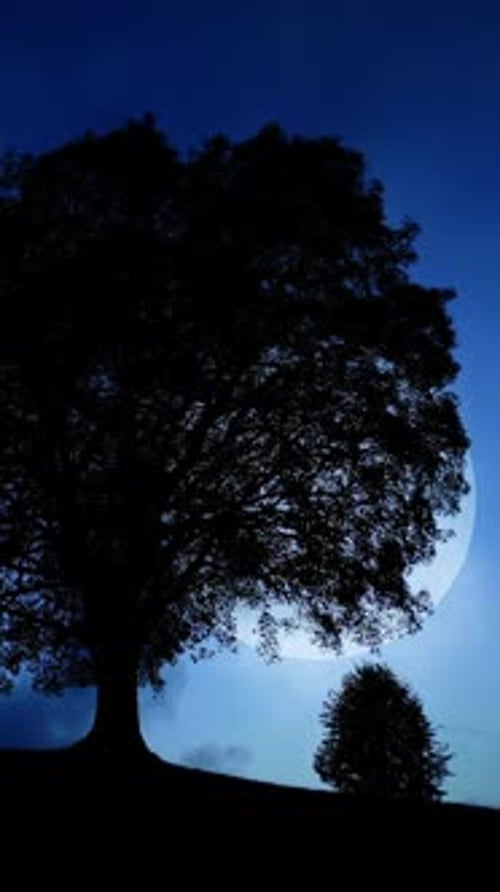 Silhouetted Tree with Moonlit Night Sky