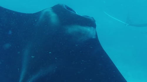 The Giant Oceanic Manta Ray Giant Manta Ray or Oceanic Manta Ray Mobula Birostris Swims in the Ocean