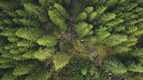 Mountain River at Green Pine Forest Top Down Aerial Nobody Nature Landscape Greenery Spruce Trees