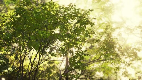Sunlight Streaming Through Tropical Forest Tree Leaves