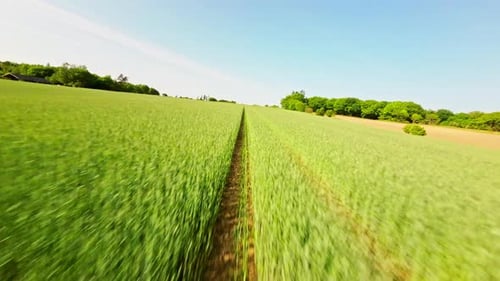 Drone Flight Over Green Field And Crops