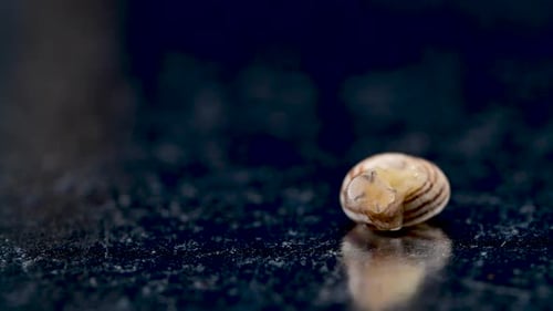 Schnecke auf dem schwarzen Hintergrund