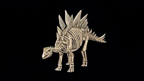 3D Stegosaurus Skeleton Rotating