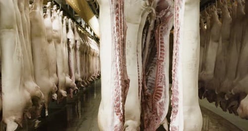Pigs hanging on hooks in big industrial laughterhouse in Denmark
