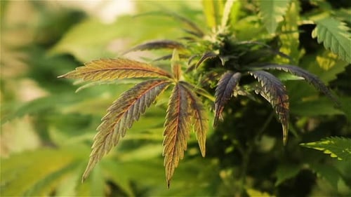 Une plante de Cannabis sativa rouge en fleurs se balance dans une brise douce, gros plan