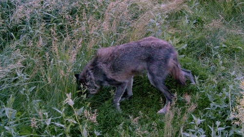 Wolf Standing in Grassy Field
