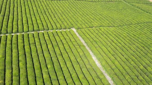 Teeplantage im Berg