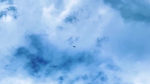 Fliegender Adlervogel, der im blauen Himmel schwebt, Silhouette eines Vogelfluges, Aufnahme aus dem niedrigen Winkel