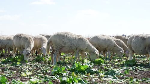 Flock of Sheep Grazing Peacefully in a Field