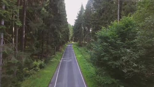 Netherlands country road journey through green coniferous forest on sunny summer day