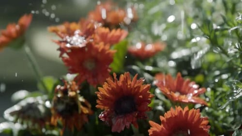Vibrant Gerbera Daisies Being Gently Watered Outdoors
