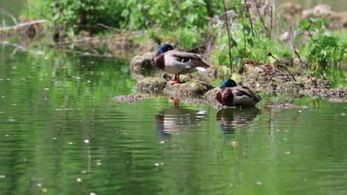 Ducks Resting Quietly by a Forest Pond