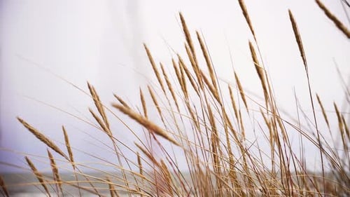 Yellow dried up grass on the sandy beach fluttering in windy weather near the foamy wavy Baltic sea