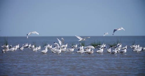 Troupeau de mouettes au-dessus de l'eau de mer