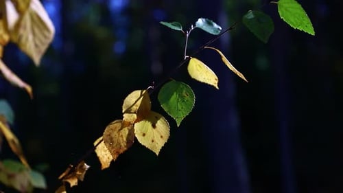 Close up of yellow and green birch leaves waving in a wind. Autumn is coming.
