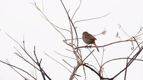Songbird Perched in Bare Tree Branch
